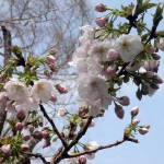 Cherry__blossom_web-H27_040