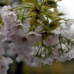 Cherry_blossom_H27_0404