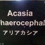 アリアカシア