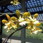 2_ORQUIDEAS